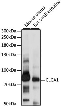 CLCA1 Rabbit pAb