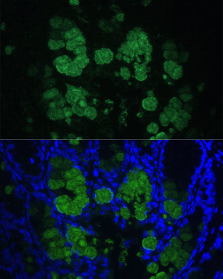 CLCA1 Rabbit pAb