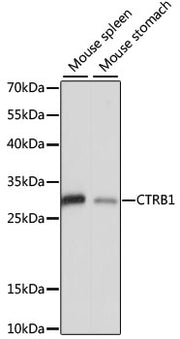 CTRB1 Rabbit pAb