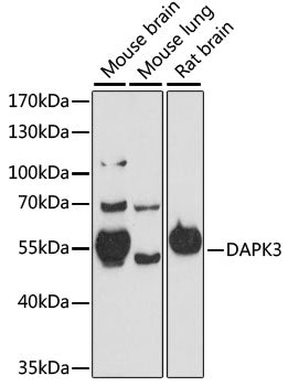 DAPK3 Rabbit pAb