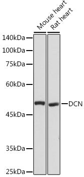 DCN Rabbit pAb