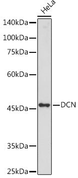 DCN Rabbit pAb