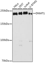 DNMT1 Rabbit pAb