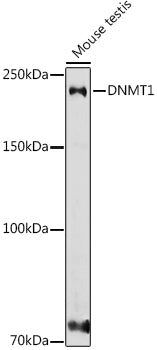 DNMT1 Rabbit pAb