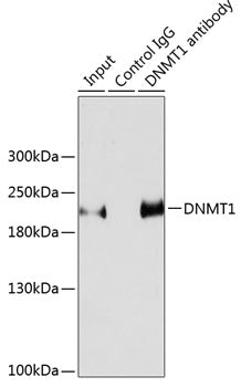 DNMT1 Rabbit pAb