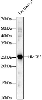 HMGB3 Rabbit pAb
