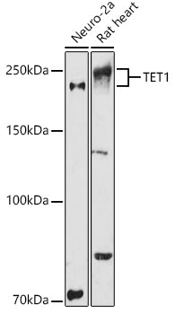 TET1 Rabbit pAb