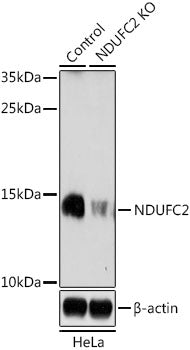 [KO Validated] NDUFC2 Rabbit pAb