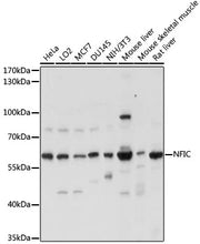 NFIC Rabbit pAb