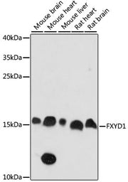 FXYD1 Rabbit pAb