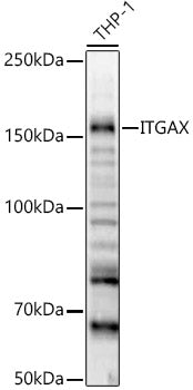 ITGAX Rabbit pAb