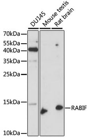 RABIF Rabbit pAb