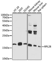 RPL28 Rabbit pAb