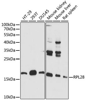 RPL28 Rabbit pAb
