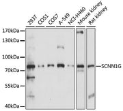 SCNN1G Rabbit pAb