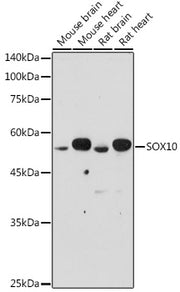 SOX10 Rabbit pAb