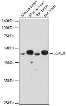 SOX10 Rabbit pAb
