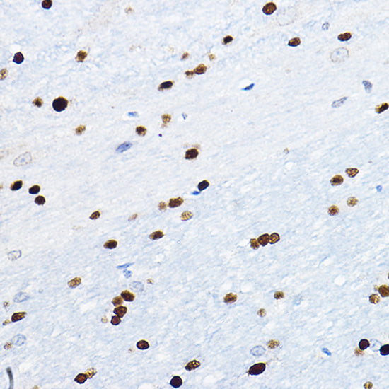 SOX10 Rabbit pAb