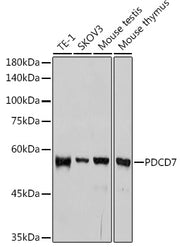 PDCD7 Rabbit mAb