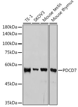 PDCD7 Rabbit mAb