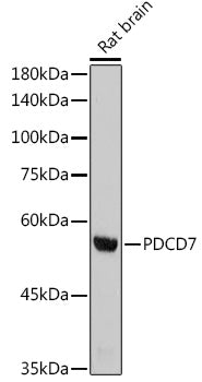 PDCD7 Rabbit mAb