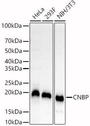 CNBP Rabbit pAb