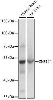 ZNF124 Rabbit pAb