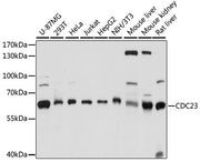 CDC23 Rabbit pAb