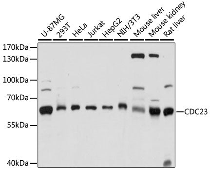CDC23 Rabbit pAb