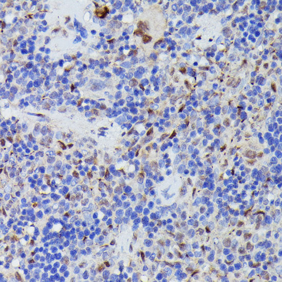 CDC23 Rabbit pAb