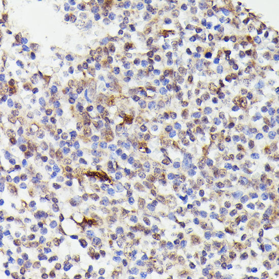 CDC23 Rabbit pAb