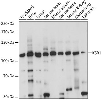 KSR1 Rabbit pAb