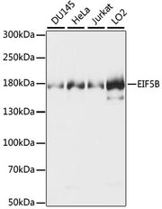 EIF5B Rabbit pAb
