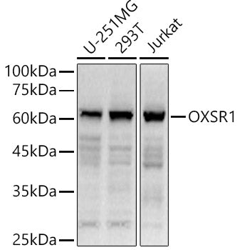 OXSR1 Rabbit pAb