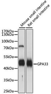 GPA33 Rabbit pAb