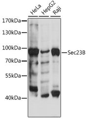 Sec23B Rabbit pAb