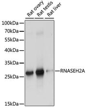 RNASEH2A Rabbit pAb