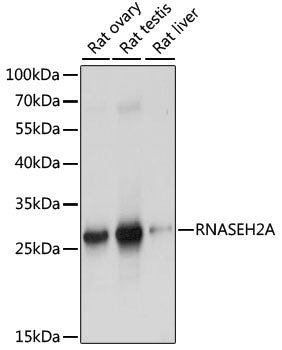 RNASEH2A Rabbit pAb