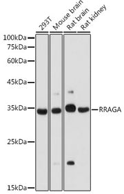 RRAGA Rabbit pAb