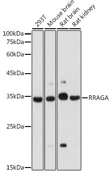 RRAGA Rabbit pAb