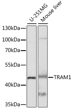 TRAM1 Rabbit pAb