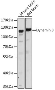 Dynamin 3 Rabbit pAb