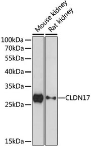 CLDN17 Rabbit pAb
