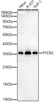 PYCR2 Rabbit pAb