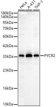PYCR2 Rabbit pAb