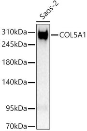 COL5A1 Rabbit pAb
