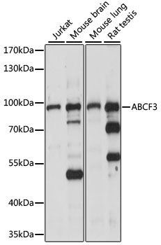 ABCF3 Rabbit pAb