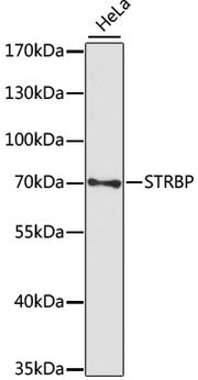STRBP Rabbit pAb