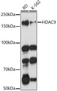 HDAC9 Rabbit pAb