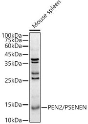 PEN2/PSENEN Rabbit pAb